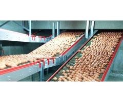Automated Egg Collection