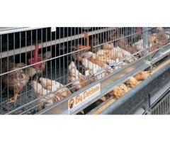 Automatic Feeding System
