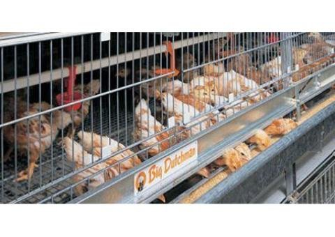 Automatic Feeding System - 2/2