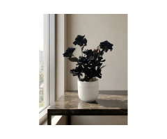Midnight Noir Orchid – 5 Luxurious Ways to Transform Décor
