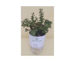 Jade Plant With Self-Watering Pot – Lucky Plant