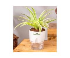 Spider Plant with Self-Watering Pot