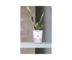 Sansevieria Laurentii Variegated Snake Plant with Self-Watering Pot