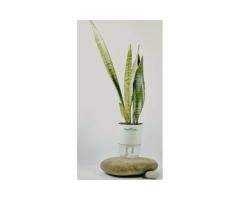 Green Snake Plant with Self-Watering Pot