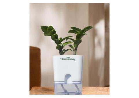 Zamioculcas Zamiifolia (ZZ) Plant with Self-Watering Pot