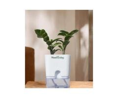Zamioculcas Zamiifolia (ZZ) Plant with Self-Watering Pot