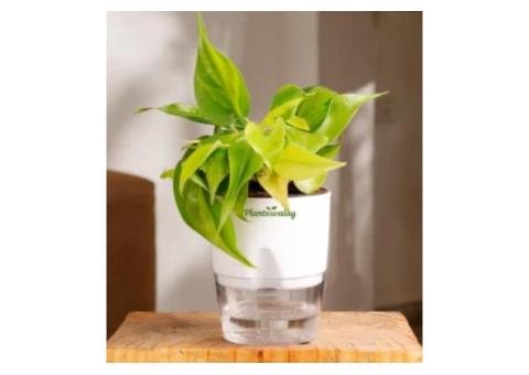 Philodendron Brazil in Self-Watering Pot - 2/2
