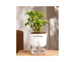 Jade Plant with Self-Watering Pot