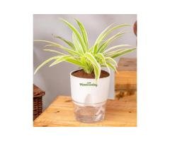 Spider Plant with Self-Watering Pot