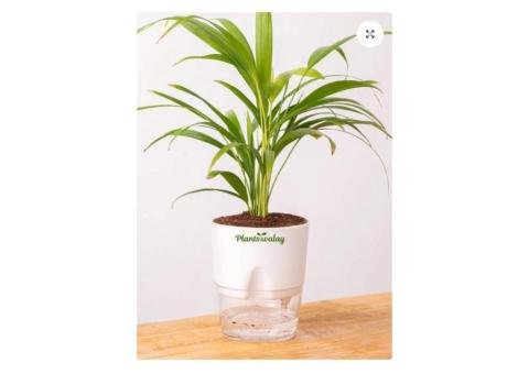 Golden Areca Palm with Self-Watering Pot - 2/2