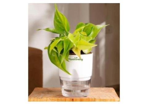 Philodendron Brazil in Self-Watering Pot - 2/2