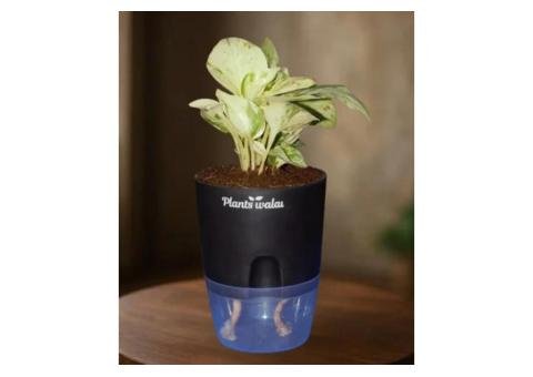 Money Plant Marble Queen with Self-Watering Pot - 2/2