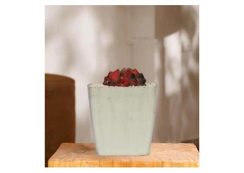 Gymno Cactus Black Sea - 2/2