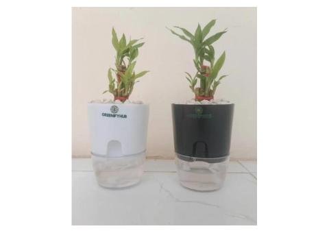 Bamboo 2 Layer Live Indoor Plant with Self-Watering Pot