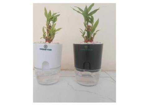 Bamboo 2 Layer Live Indoor Plant with Self-Watering Pot - 2/2