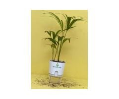 Areca Palm with Self-Watering Pot