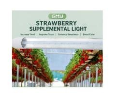 Full-Spectrum IP65 LED Strawberry Grow Light
