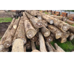 Iroko Round Logs for Durable Outdoor Structures