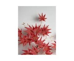 Maple Red Leaf Flower