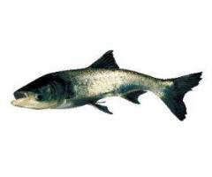 Baoping Bighead Carp