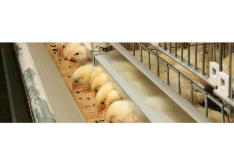 Starter Production - 2/2