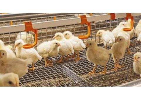 Drinking Systems - 2/2