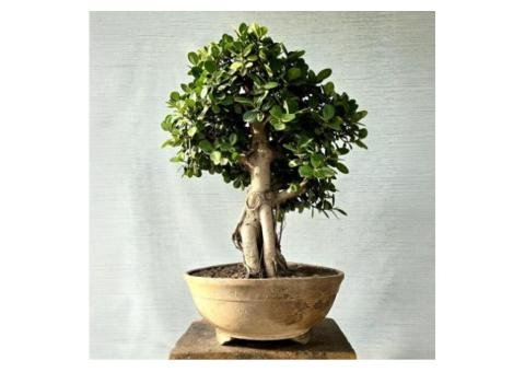 7 Elegant Ficus Bonsai Tree Benefits for Your Space