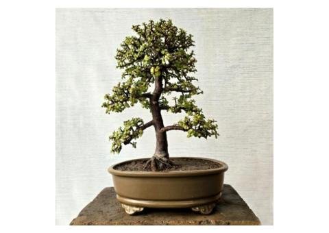 7 Exclusive Jade Bonsai Tree Features for Collectors
