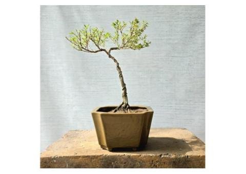 7 Beautiful Snow Rose Serissa Bonsai Tree Features