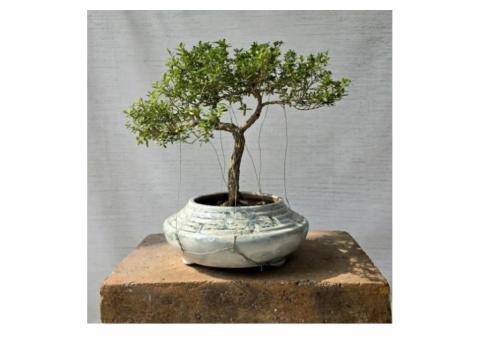 7 Stunning Snow Rose Serissa Bonsai Tree Benefits