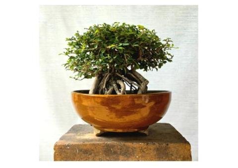 7 Elegant Fukien Tea Bonsai Tree Features to Admire