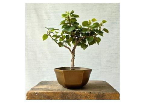 7 Unique Sea Hibiscus Bonsai Tree Features to Love
