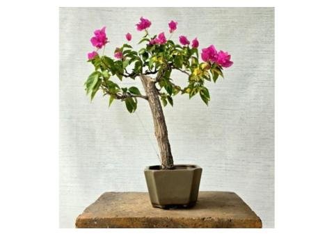 7 Stunning Bougainvillea Bonsai Tree Features to Admire