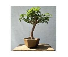7 Unique Brazilian Pepper Tree Bonsai Features